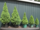 Picea-glauca-Conica-sizes